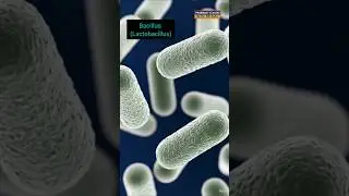 Different types & shapes of bacteria