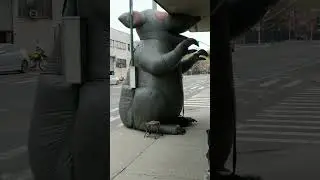 huge rat spotted at ny bus stop 🐀 #nyc #nycstreets #shorts
