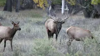 Montana Elk Rut 2021