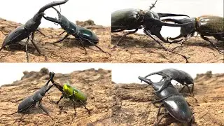 カブトムシクワガタバトル 風舞う甲虫覇王戦 ハイブリッドヒラタクワガタ　ロレンス vs パラワンヒラタクワガタ ハンマウン