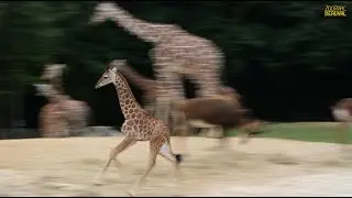 Melman, le girafon en pleine galopade !