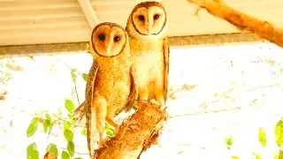 Australian Masked Owls