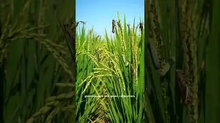rice fields under attack the battle against crop pests #ricefield #farminglife #agriculture