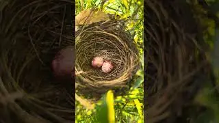 &ldquo;Nature secrets&rdquo;, hidden nest with purple eggs in my backyard .#birds #nest #egg