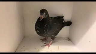 Granadino spanish thief pouter x racing homer cross 2022