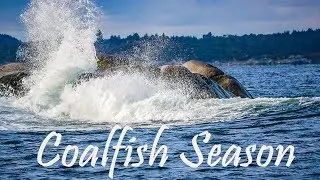 It's Coalfish / Pollock Fishing Season. Panasonic Lumix G80/G85 put to b-roll work on the boat