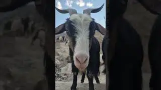 Funny moment of a playful and mischievous goat