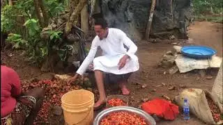 PALM OIL PROCESSING FOR FISH FEED PRODUCTION (PART 1) # SUBSCRIBE BELOW