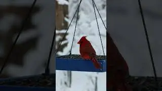 You Can Hear Every Crunch | Northern Cardinal ASMR Feeding