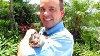 FreshWater Oasis at Discovery Cove - Asian Small Clawed River Otters