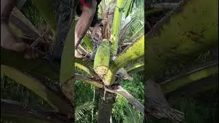Penyadap kelapa lokal 🥥🌴 #coconutfarmer #palmsap #rurallife #traditionalfarming #villagevibes #tree