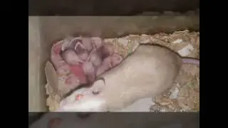 ASF/Natal Rat Project
