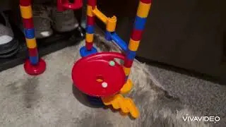 Marble Race Head to Head Duels: Red tiger shark vs Mariana Trench 