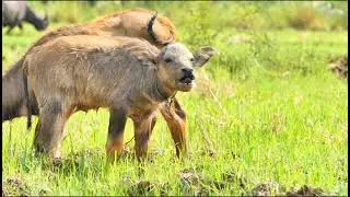 Buffalo Beautiful - life of buffalo - animal documentary - music fun relaxing video