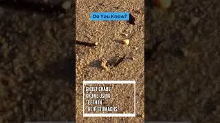 Something You Don't Know About Ghost Crab | Animals Facts | #Short