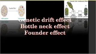 Sewall wright effect//Genetic drift effect