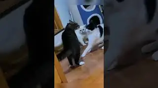 Tiny paws, BIG drama! 🥊🐱 The funniest cat boxing moments!