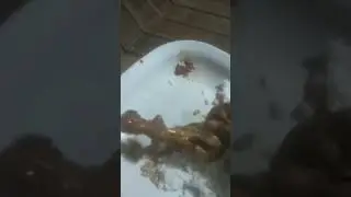 go vegan!