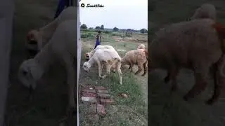 eid kay bakray ###