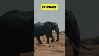 Land and Sea Animals Short for Kids | Fun & Easy Phonics for Children | #abcd #kids #learning#shorts