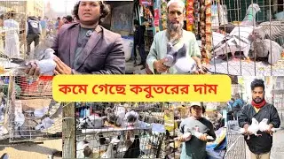 টঙ্গী কবুতরের হাট / tungi kobutor hat /  রেসার কবুতরের দাম