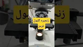 #music #microscope #laboratory #science زنجیره ای از گلبول های قرمز داخل ادرار