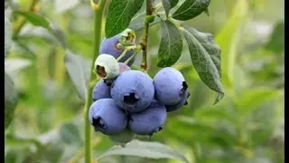 Berry Farm. Blueberry