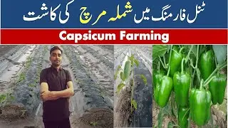 How to Grow Capsicum | How to Grow Shimla Mirch | How to Grow Red Chili | Episode #1