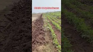 Phase -04@Mundlamuru Plant Growth Status Update