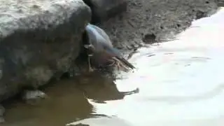 smart bird - fishing