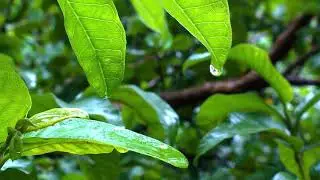 Rain Day ○ Слушай перед сном и расслабляйся