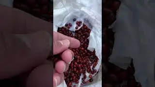 زراعة بذور نخيل الواشنطونيا بأسهل طريقة | Grow Washingtonia Palm Seeds Fast #plants #washingtonia