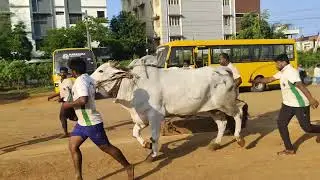 DVR  Memorial category Bull's