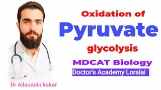 Oxidation of pyruvate ( Glycolysis )