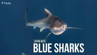 Diving with Blue Shark and Mako - Azores 2018