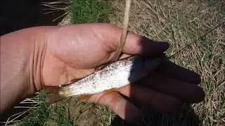 Dane County Trout  Fishing Challenge Episode 12 Pleasant Valley Branch