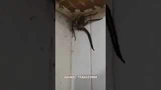 big spider #funny #animals #cute #beforeandafter #pets #animaltransformation #pettransformations #ok