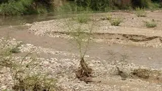 Rillito River Wash at Mountain Ave 8/22/18