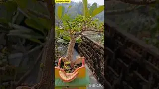 जेड बोनसाई Makeing #shorts #ytshorts #jetplant #bonsai #terracegardensitapur