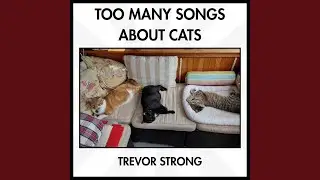 Ship's Cat