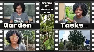 Garden Tasks: Pruning my avocado tree
