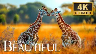 Beautiful Animal World 4K 🐾 Discovery Relaxation Wildlife Film with Relaxing Piano for Calm