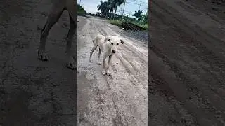 #100millionviews dog video 😰🐶