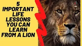5 important life lessons you can learn from a lion ( King of the Jungle )