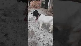 😲🥵dairyGoats#trending#dairyfarm#animals#ytshorts#youtubeshorts#shorts#shortvideo#viralvideo#subscrib