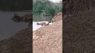 Сайгаки у водопоя/ Saigas on the river #wildlife #nature