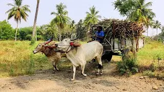 Bullock Cart fully loaded sugarcane | cow milk