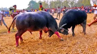 BUFFALO FIGHT IN ASSAM 2024 || Documentary film by Rupak Jyoti || #countrylife #documentaryfilm