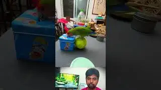 🐦 Bird Training: Smart Lovebird Parrot | Adorable & Intelligent Pet Parrot! 🦜💡 #SmartParrot