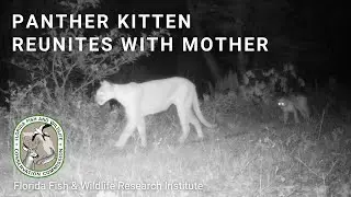 FWC Biologists Successfully Reunite Panther Kitten with Mother